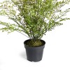 Plum & Post Maidenhair Drop-In 30" - 2 of 4