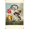 Trends International Tulips from the The Temple of Flora Unframed Wall Poster Prints - 4 of 4