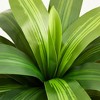 5-6ft UV & Sunproof Artificial Dracaena Tree for Indoor/Outdoor - Faux Silk Plant in Tall Planter, Tall Faux Tree for Home & Garden Decor - 4 of 4