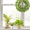 9" x 6" Artificial Boxwood Arrangement - Threshold™ - image 2 of 4