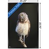 Trends International Curious Burrowing Owlet Framed Wall Poster Prints - 3 of 4