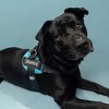 Joyride Harness Premium Advanced No Pull Dog Harness 2.0 Teal Ocean - 2 of 4