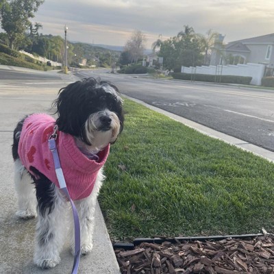 Smiley Face Dog Graphic Sweatshirt - Xl - Boots & Barkley™ : Target