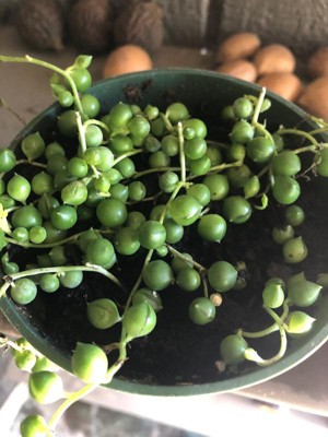 3pc String of Pearls - National Plant Network