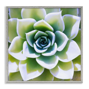 Stupell Industries Green Succulent Nature Close Up, 24" x 24" - 1 of 4