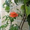 2 Pack Metal Garden Trellis 71" x 19.7" Rustproof Trellis for Climbing Plants Outdoor Flower Support Cream White - 3 of 4