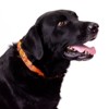 Country Brook Petz Martingale Dog Collar - Camouflage Collection - 2 of 4