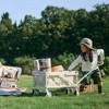 Naturehike Garden Trolley Handcart Foldable Wagon, Foldable Utility Cart Handcart with Adjustable Handle Trolley for Camping Garden Sports Shopping - 4 of 4