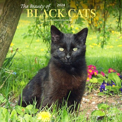 Stargifts 2024 Wall Calendar 12x12 The Beauty Of Black Cats Target   GUEST 1742fabd 2132 4171 A154 26cfdf91218c