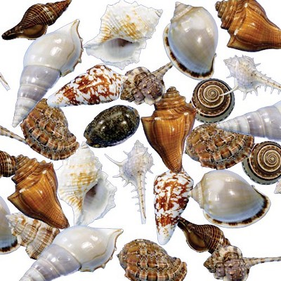 Kaplan Early Learning Sorting Shells