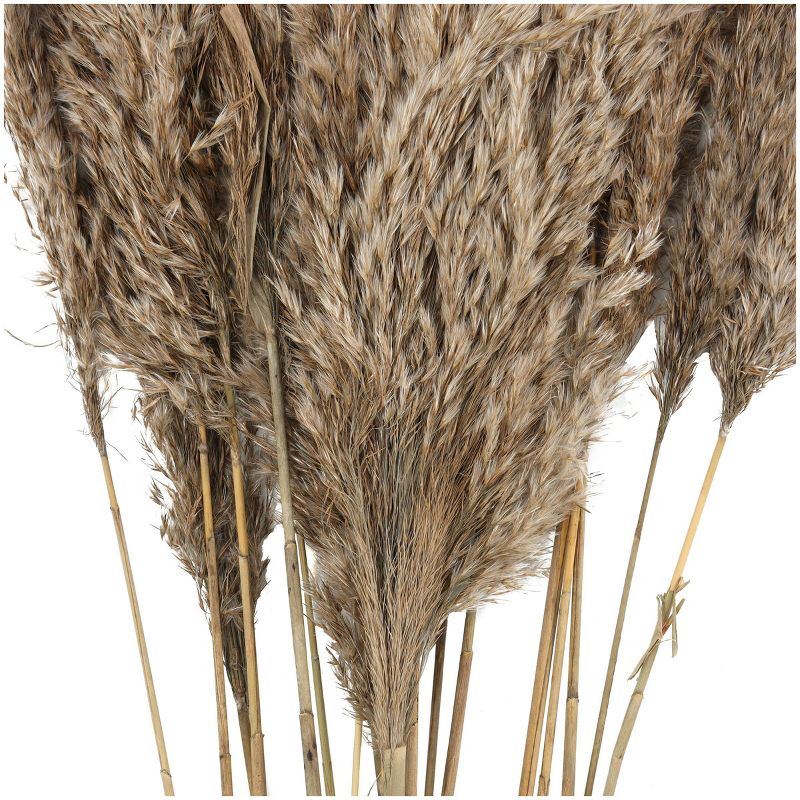 Dried Plant Pampas Natural Foliage with Long Stems Brown - Olivia &#38; May, 3 of 7