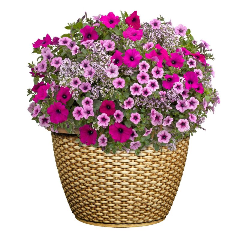 14&#34; Wide 2pc Planter Jake Basket Straw - Classic Home and Garden, 3 of 6