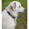Country Brook Petz Martingale Collar and Leash - Camouflage Collection - 2 of 4