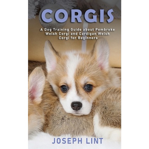 Corgi puppy hot sale guide