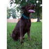 Country Brook Petz Heavy Duty Nylon Martingale Dog Collar with Deluxe Buckle - 30+ Vibrant Color Options - 3 of 4