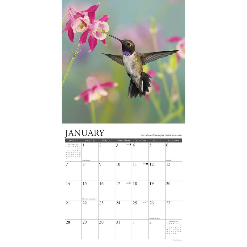 Willow Creek Press 2024 Wall Calendar 12&#34;x12&#34; Hummingbirds, 3 of 4