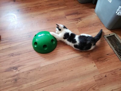 Pop n play cat toy clearance reviews