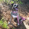 Country Brook Petz Deluxe Dog Collar - Camouflage Collection - Made in The U.S.A. - 3 of 4
