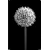 Trends International Tom Quartermaine - Black and White Dandelion Unframed Wall Poster Prints - 4 of 4
