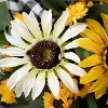 Sullivans Artificial Sunflower Gingham Wreath - 2 of 4