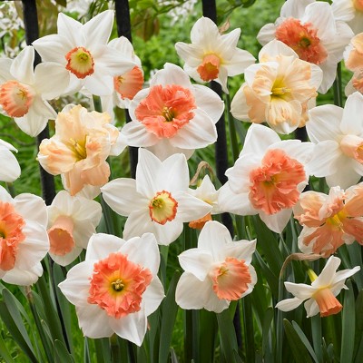 Daffodils Mixture Set of 25 Bulbs - White and Pink - Van Zyverden