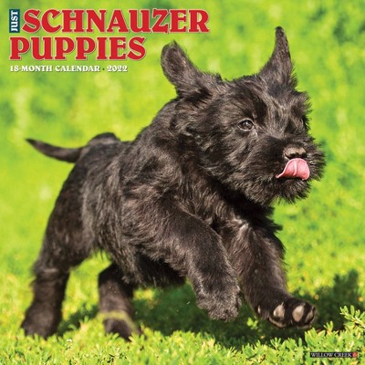 2022 Wall Calendar Just Schnauzer Puppies - Willow Creek Press