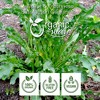 Organic Yellow Dock Root Cut & Sifted 8 Oz - 4 of 4