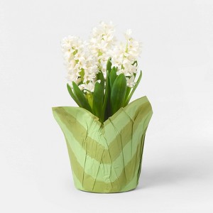 Mother's Day 6" Potted Hyacinth - Good Little Garden™ - 1 of 3