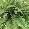 Floral Home Premium Morgan's Boston Fern - 3-Set - 3 of 3