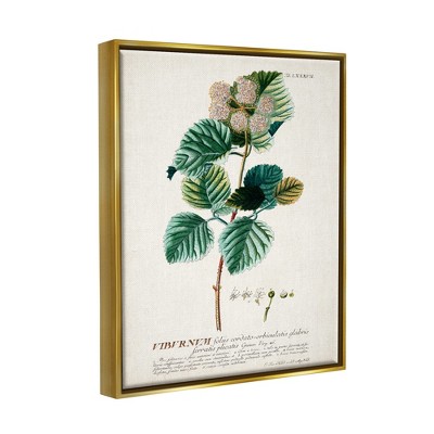 Botanical Plant Illustration on Canvas with Gold Frame, 17 x 21