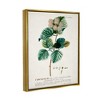 Stupell Industries Botanical Plant Illustration Seeds Vintage Design - 3 of 4