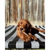 Nylabone Puppy Bone Regular Size Chew Toy - Chicken Flavor - 3 of 3