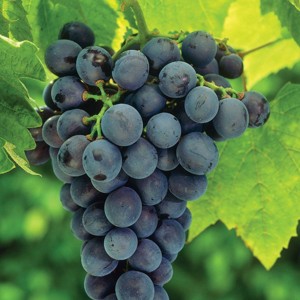 Van Zyverden Grapes Concord Plant Blue - 1 of 3