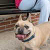 Country Brook Petz Signature Dog Collar Collection - 4 of 4