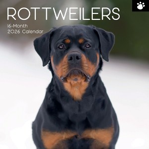 2026 Square Wall Calendar, Rottweiler, 16-Month Paw Prints Theme with 180 Reminder Stickers (12x12 In) - 1 of 4