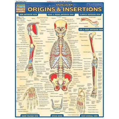 Muscular Origins & Insertions - (Quickstudy: Academic) by  Vincent Perez (Poster)