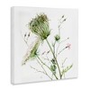 Stupell Industries Blooming Queen Anne's Lace Wildflower Watercolor Painting, 36" x 36" - 3 of 4