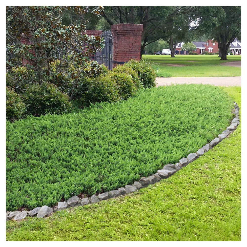 Photos - Garden & Outdoor Decoration Juniper 'Blue Pacific' 1pc - National Plant Network U.S.D.A Hardiness Zone