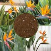 Soil Sunrise Bird of Paradise Potting Soil Mix, for Indoor / Outdoor Container Tropical Plants - 3 of 4