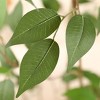 DR.Planzen 5-7FT Artiicial Ficus Tree with Round White Planter, Pre Potted Faux Plant for Indoor Home Decor - 3 of 4