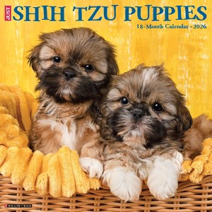 Willow Creek Press 2026 Shih Tzu Puppies Wall Calendar - 1 of 4