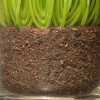 National Tree Company 3-Piece Sprout-Filled Glass Assortment - 4 of 4