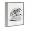 Stupell Industries Sandpiper Pair on Sandy Beach, 24" x 24" - 3 of 4