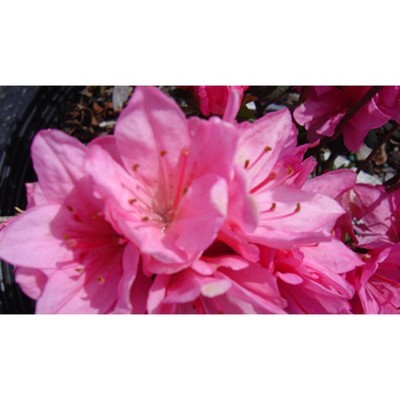 2.25gal Tradition Azalea Plant with Red Blooms - National Plant Network