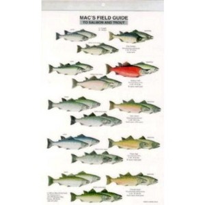 Mac's Field Guides: North American Salmon & Trout - (Mac's Guides (Paperback)) by  Craig Macgowan (Paperback) - 1 of 1