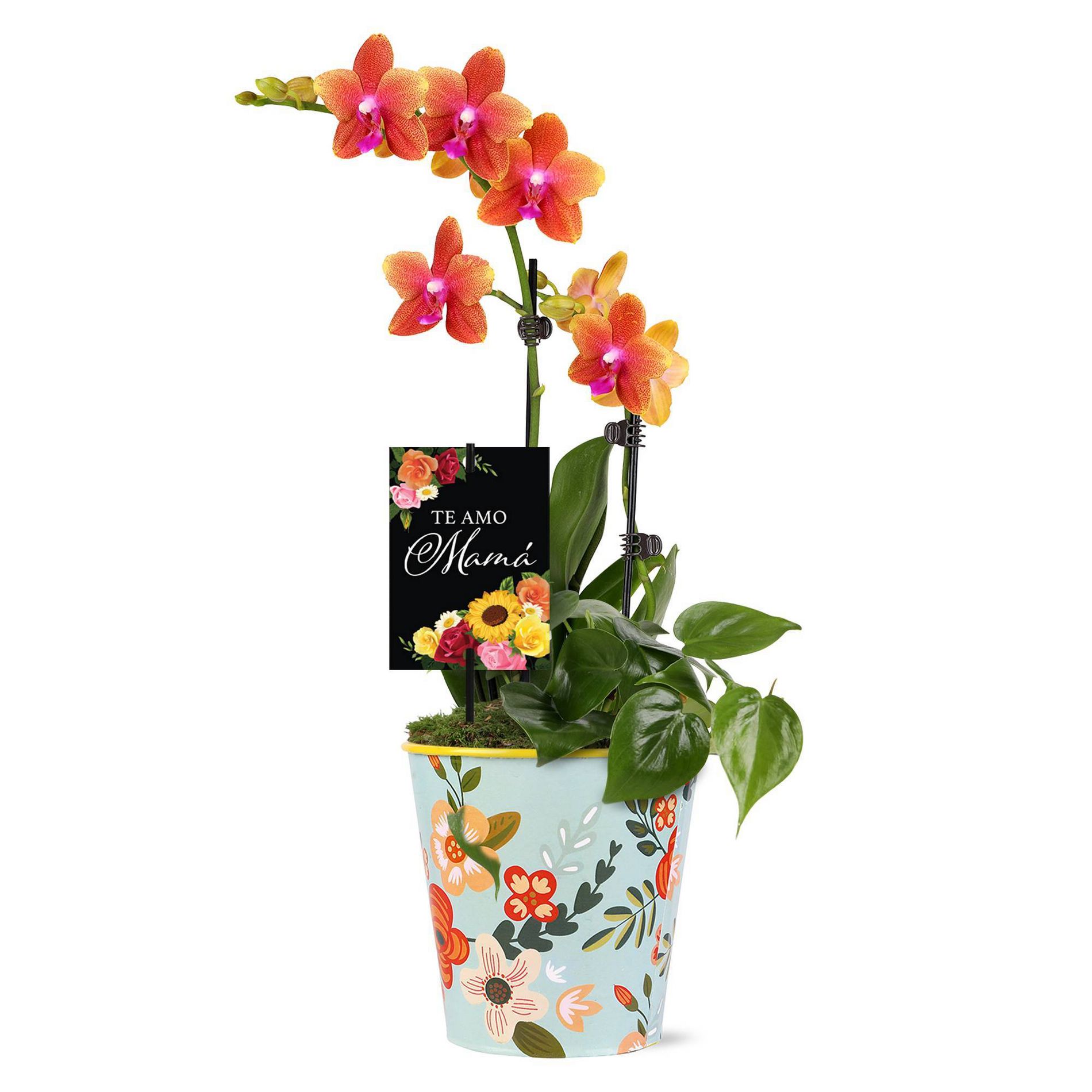Green Circle Growers 5" Salmon Live Orchid Garden with Foliage in Rifle Tin Pot