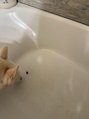 Guest review image 1 of 3, zoom in