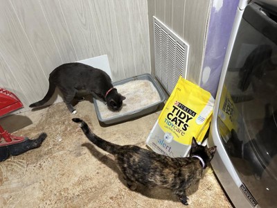 GH Seal Spotlight: Tidy Care Alert Cat Litter