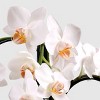 Live 8" Waterfall Orchid Houseplant in Planter - Good Little Garden™ - 2 of 4
