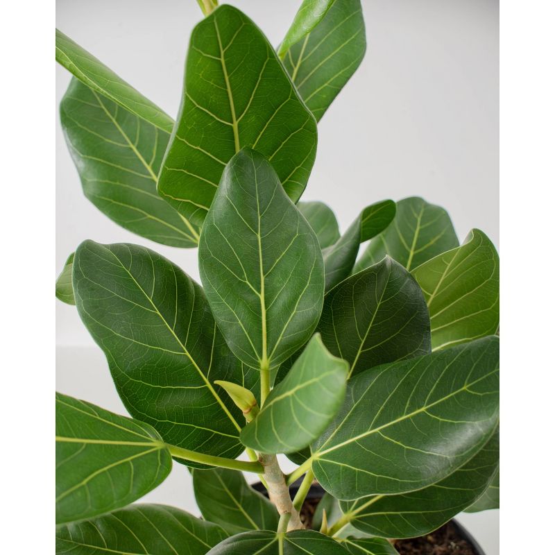 Ficus Audrey - National Plant Network, 3 of 6